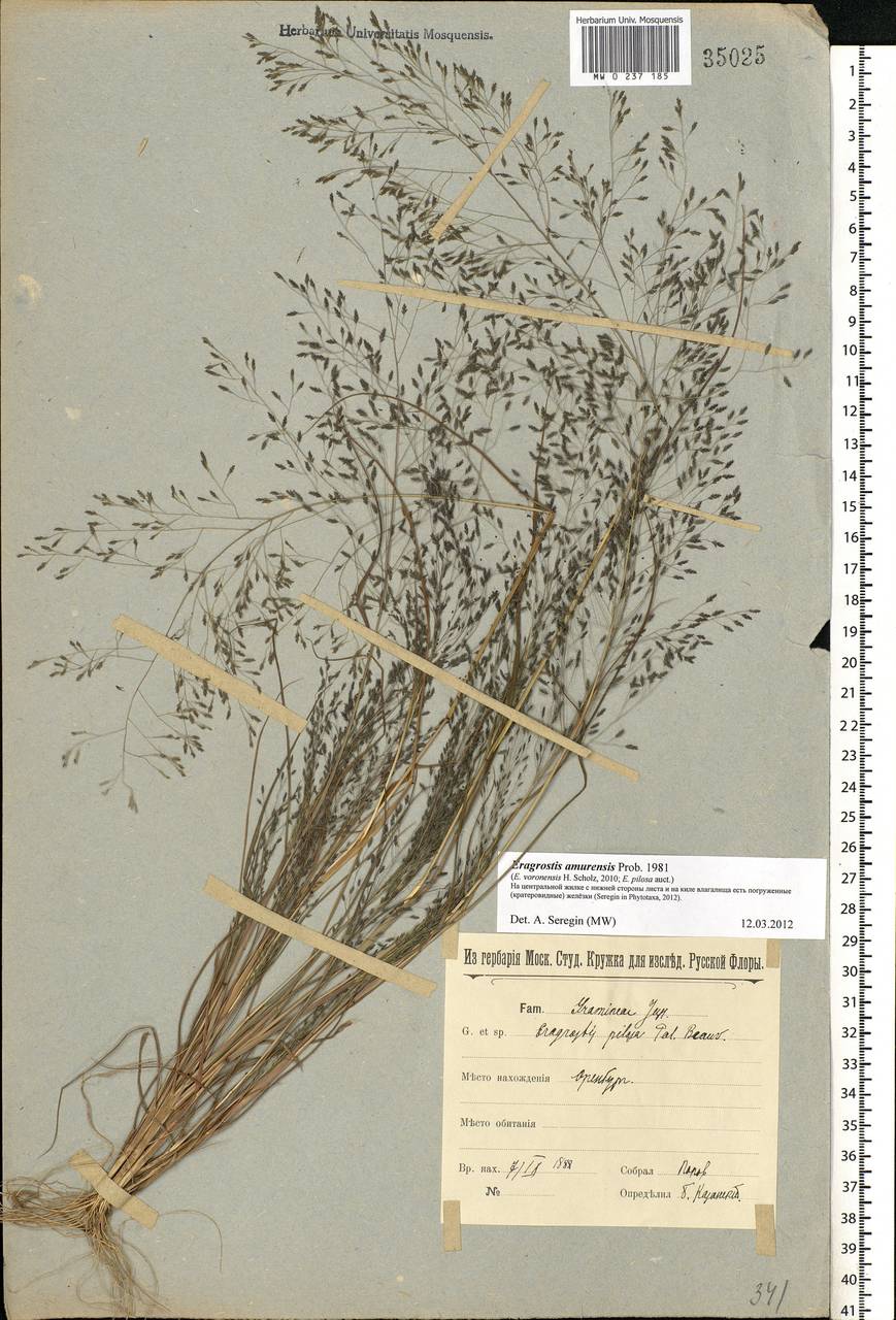 Eragrostis amurensis Prob., Eastern Europe, Eastern region (E10) (Russia)