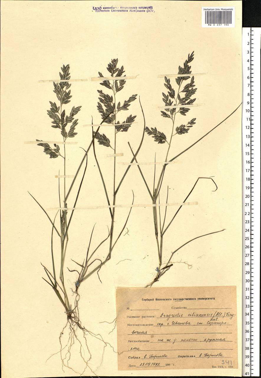 Eragrostis cilianensis (All.) Janch., Eastern Europe, Central forest region (E5) (Russia)