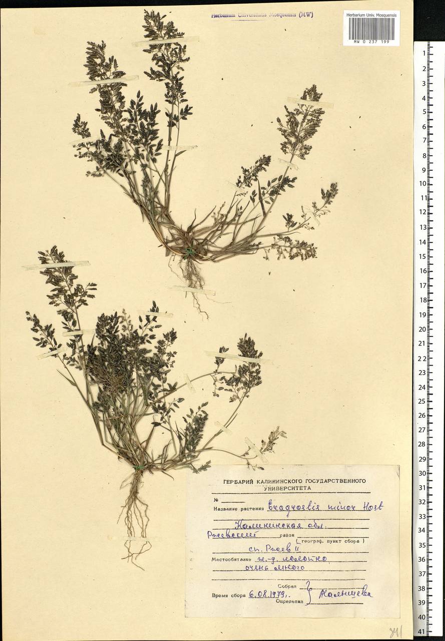 Eragrostis minor Host, Eastern Europe, North-Western region (E2) (Russia)