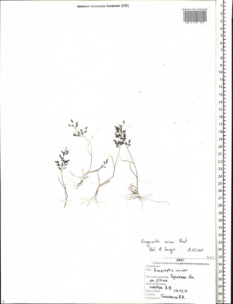 Eragrostis minor Host, Eastern Europe, Western region (E3) (Russia)