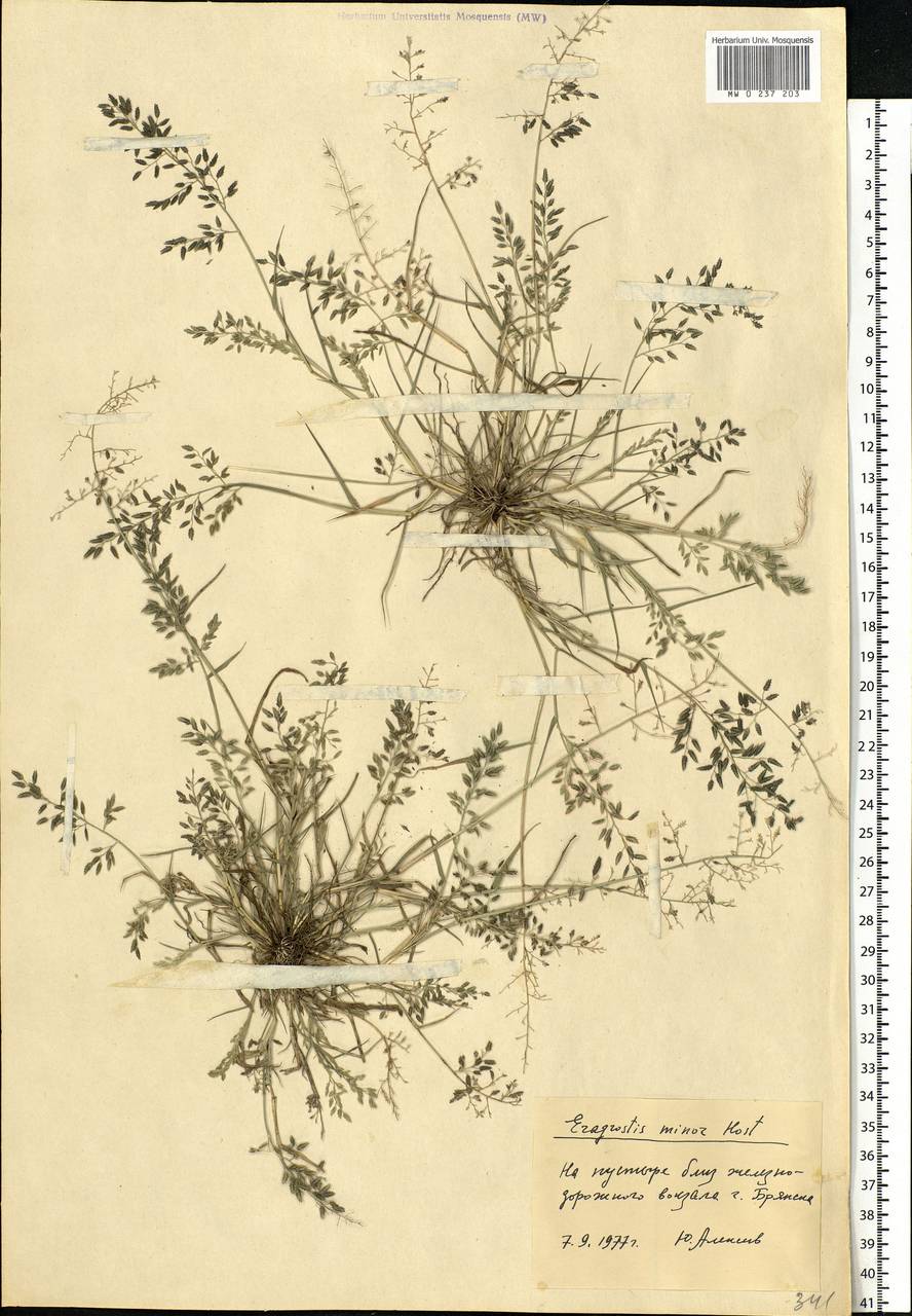 Eragrostis minor Host, Eastern Europe, Western region (E3) (Russia)