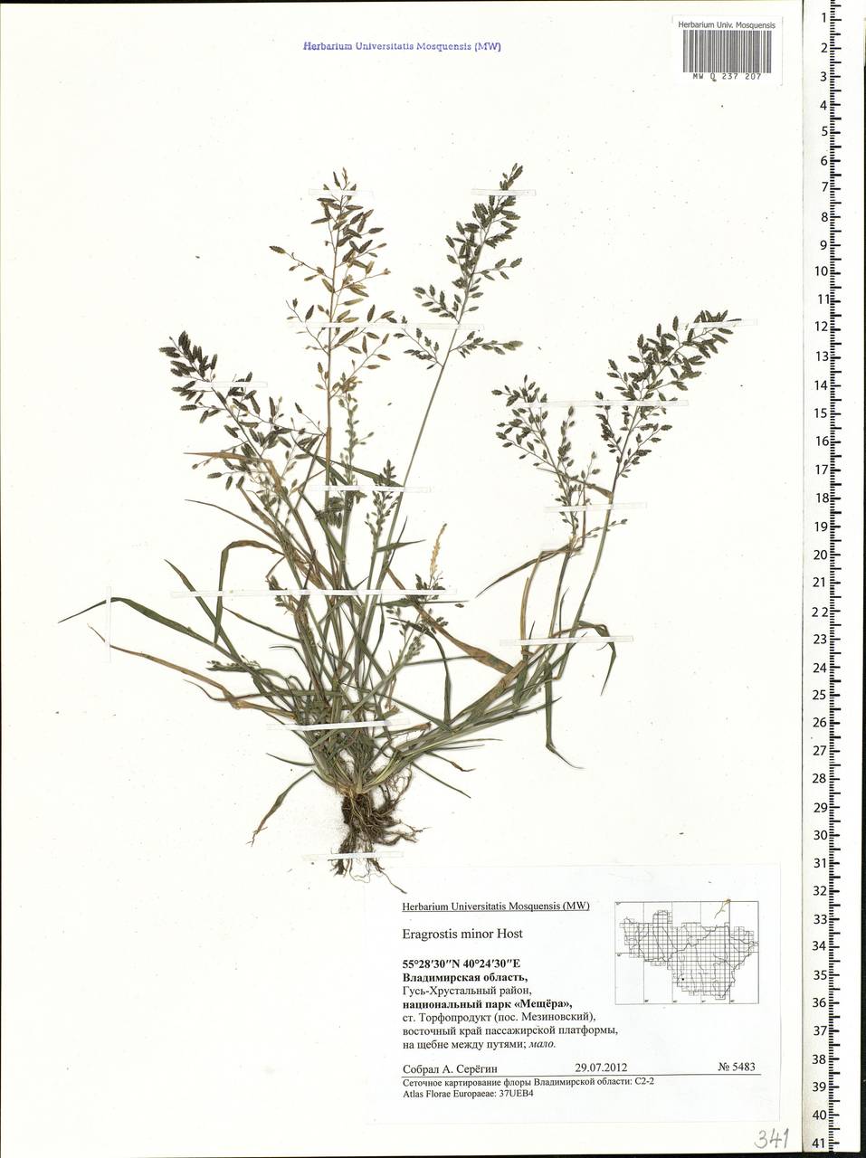 Eragrostis minor Host, Eastern Europe, Central region (E4) (Russia)