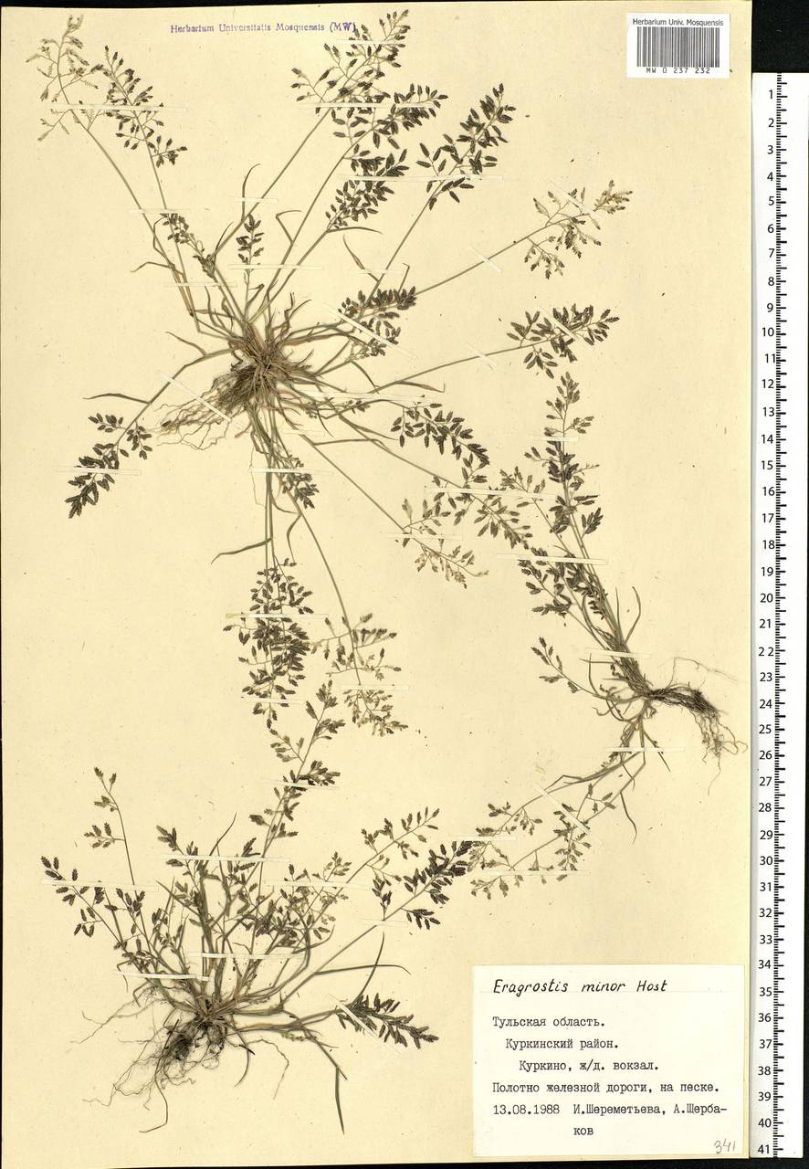 Eragrostis minor Host, Eastern Europe, Central region (E4) (Russia)