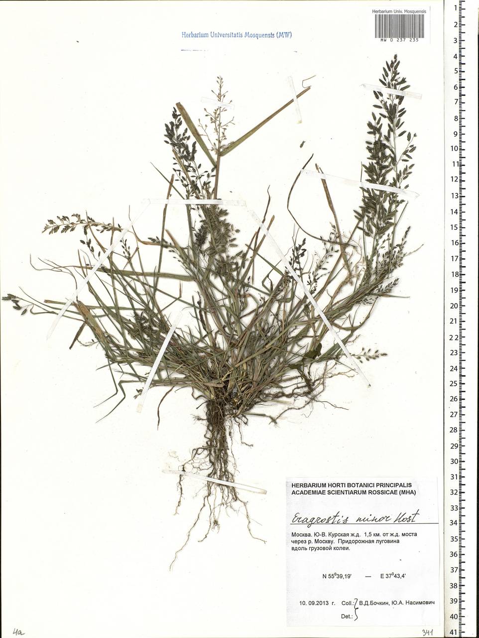 Eragrostis minor Host, Eastern Europe, Moscow region (E4a) (Russia)