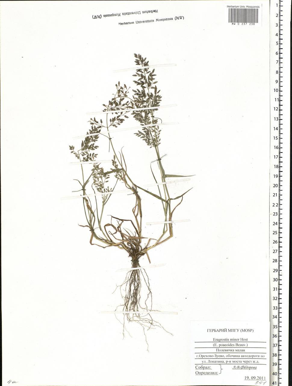 Eragrostis minor Host, Eastern Europe, Moscow region (E4a) (Russia)