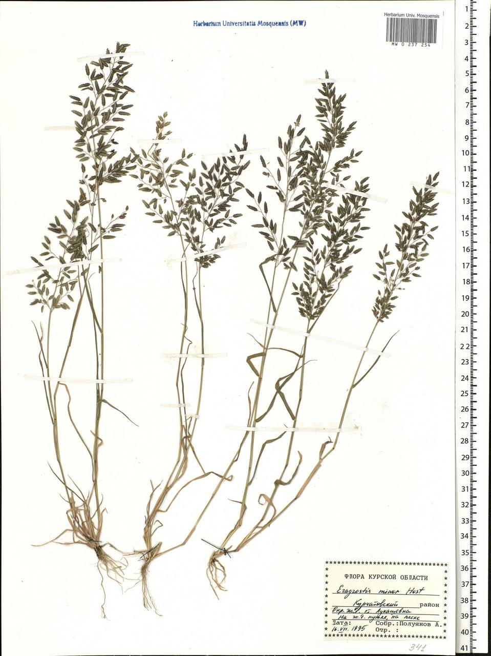 Eragrostis minor Host, Eastern Europe, Central forest-and-steppe region (E6) (Russia)