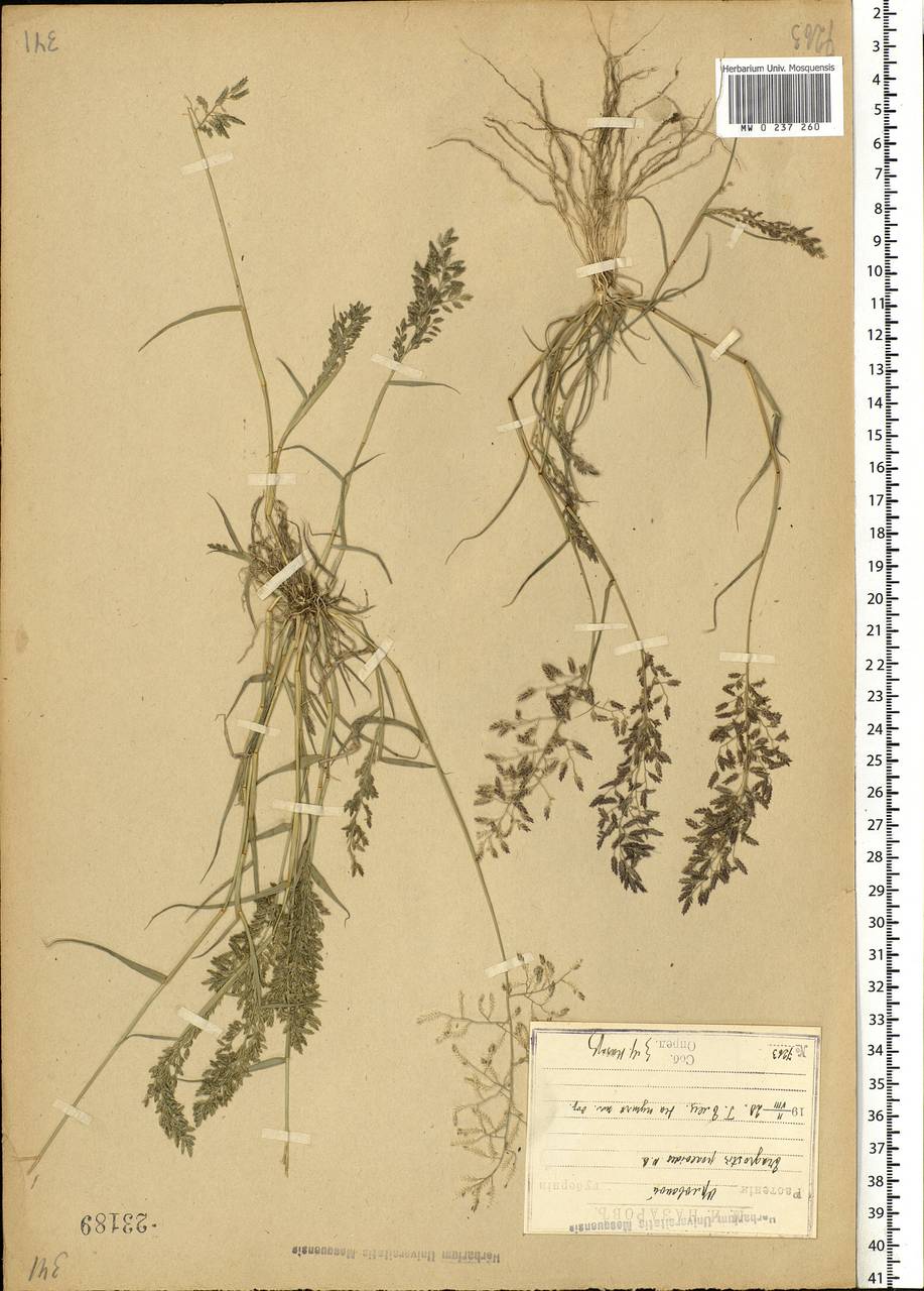 Eragrostis minor Host, Eastern Europe, Central forest-and-steppe region (E6) (Russia)