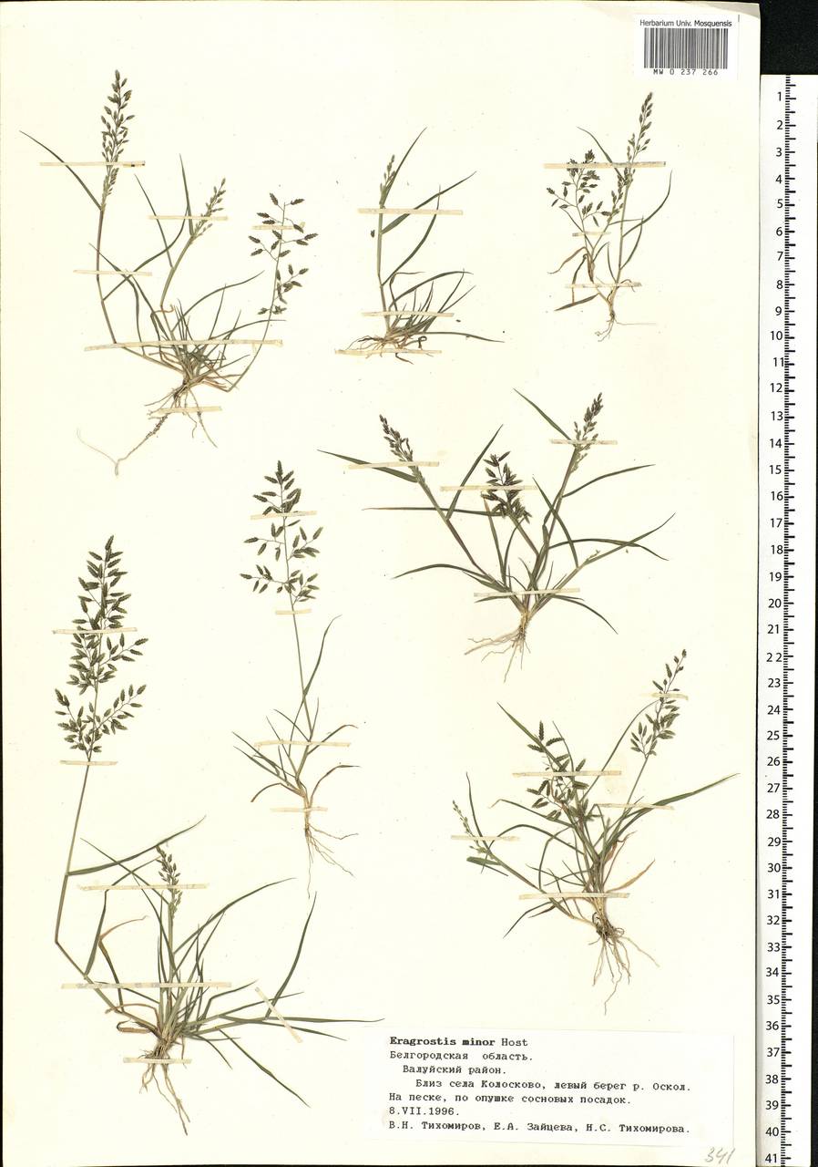 Eragrostis minor Host, Eastern Europe, Central forest-and-steppe region (E6) (Russia)