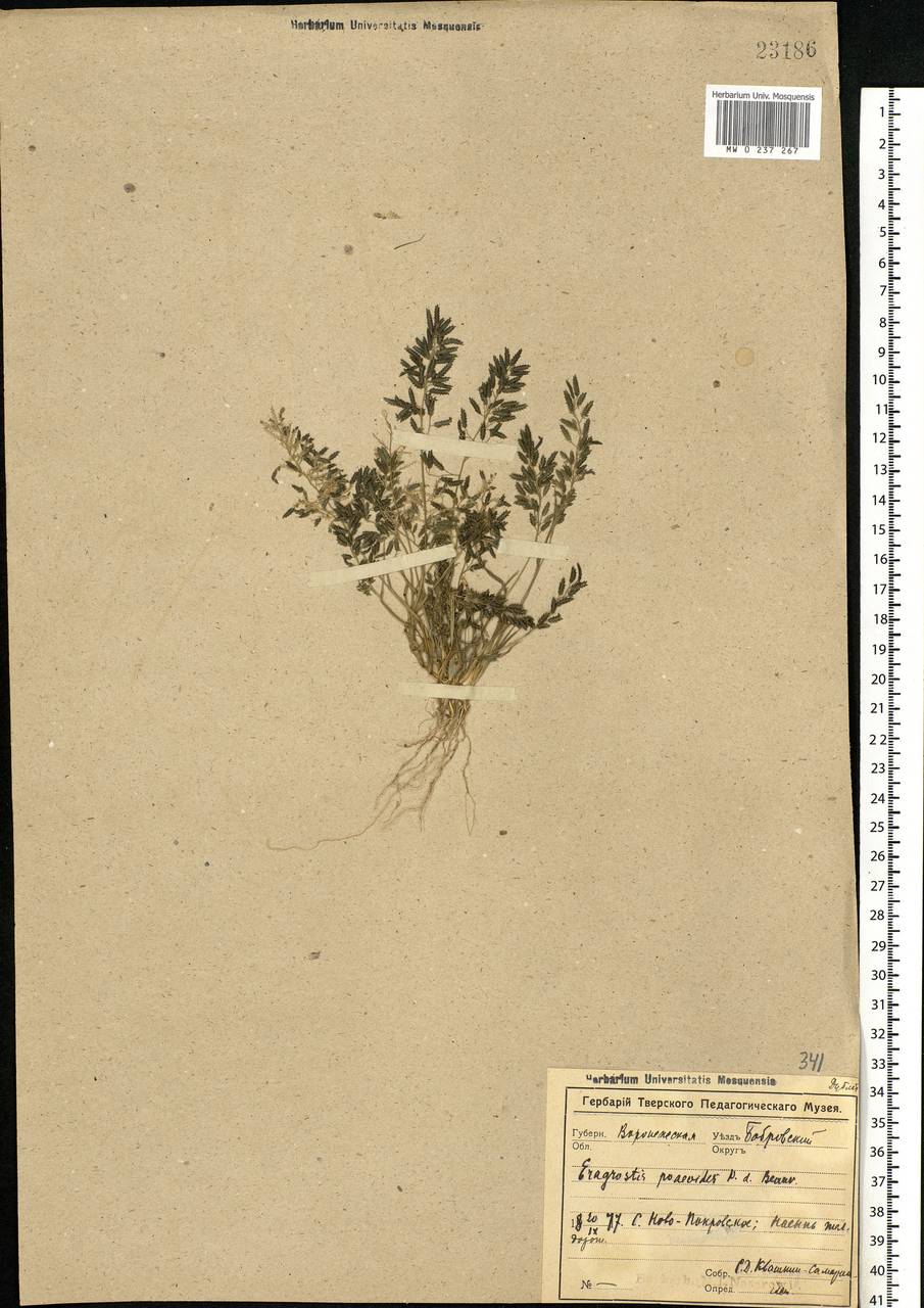 Eragrostis minor Host, Eastern Europe, Central forest-and-steppe region (E6) (Russia)