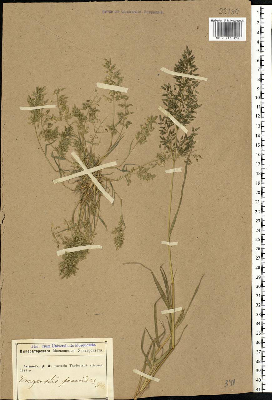 Eragrostis minor Host, Eastern Europe, Central forest-and-steppe region (E6) (Russia)