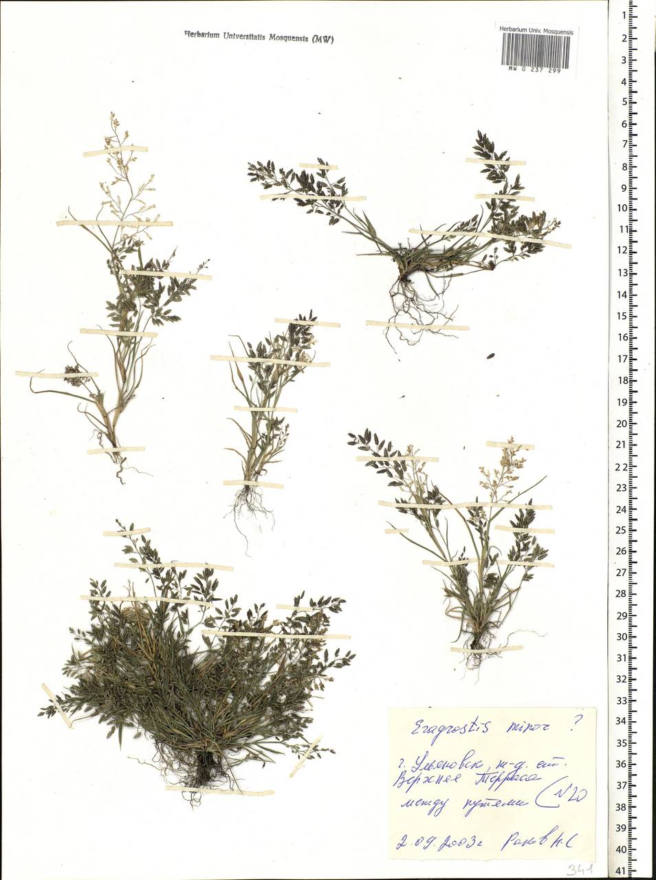Eragrostis minor Host, Eastern Europe, Middle Volga region (E8) (Russia)