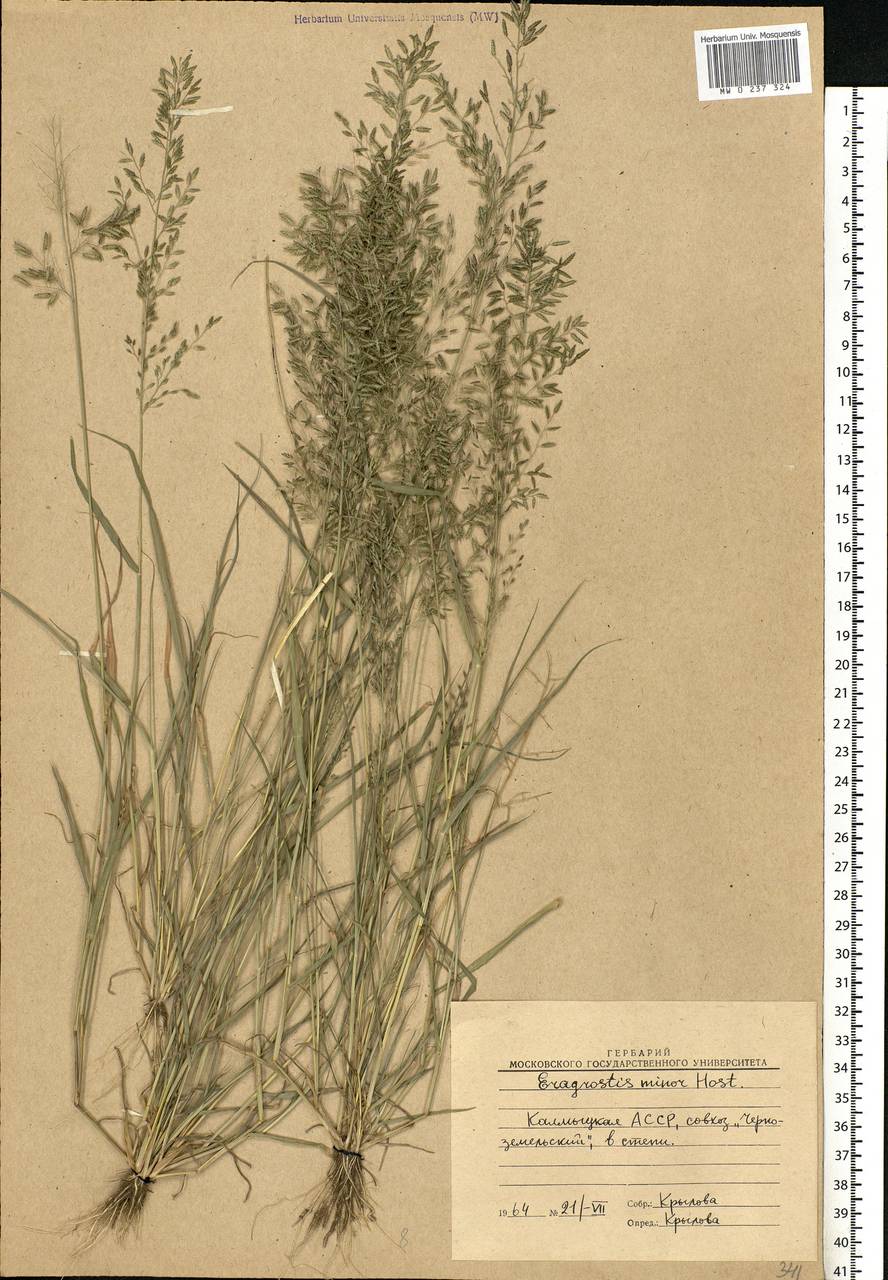 Eragrostis minor Host, Eastern Europe, Lower Volga region (E9) (Russia)