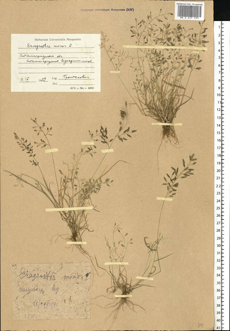 Eragrostis minor Host, Eastern Europe, Lower Volga region (E9) (Russia)