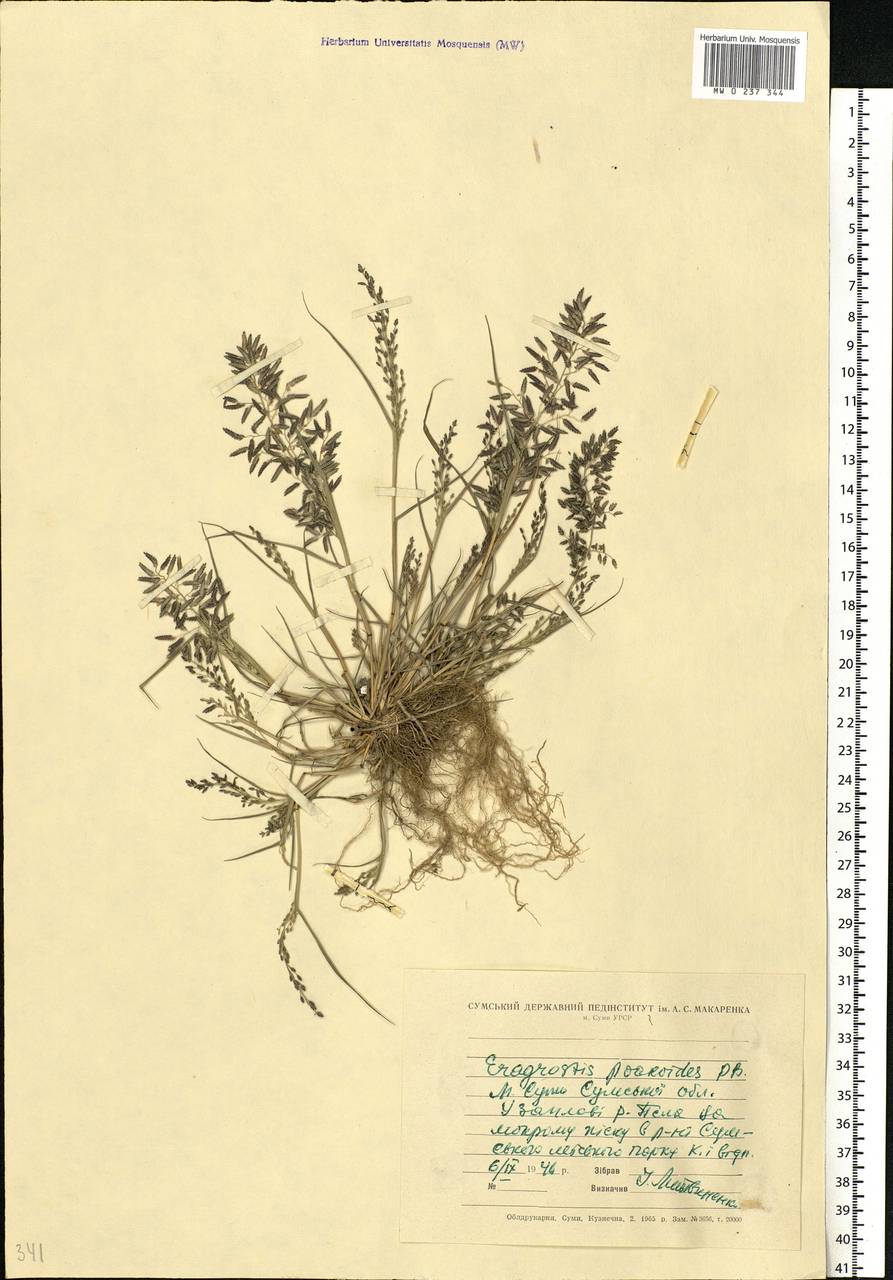 Eragrostis minor Host, Eastern Europe, North Ukrainian region (E11) (Ukraine)