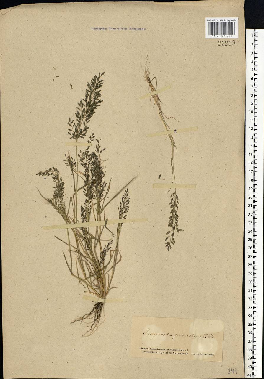 Eragrostis minor Host, Eastern Europe, South Ukrainian region (E12) (Ukraine)