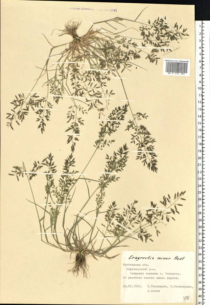 Eragrostis minor Host, Eastern Europe, Rostov Oblast (E12a) (Russia)