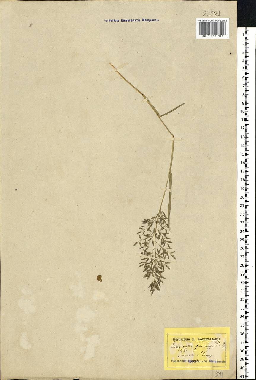 Eragrostis minor Host, Eastern Europe, Rostov Oblast (E12a) (Russia)