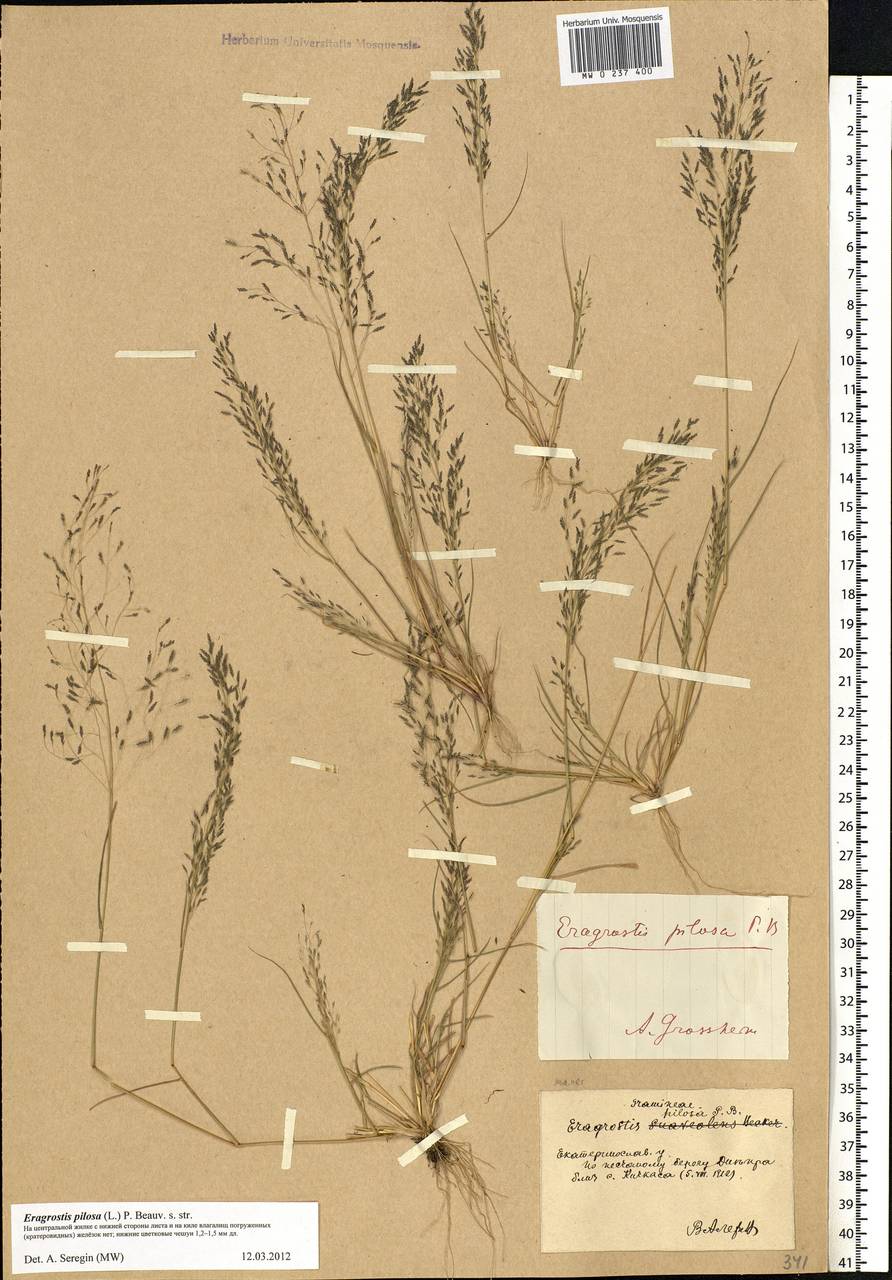 Eragrostis pilosa (L.) P.Beauv., Eastern Europe, South Ukrainian region (E12) (Ukraine)
