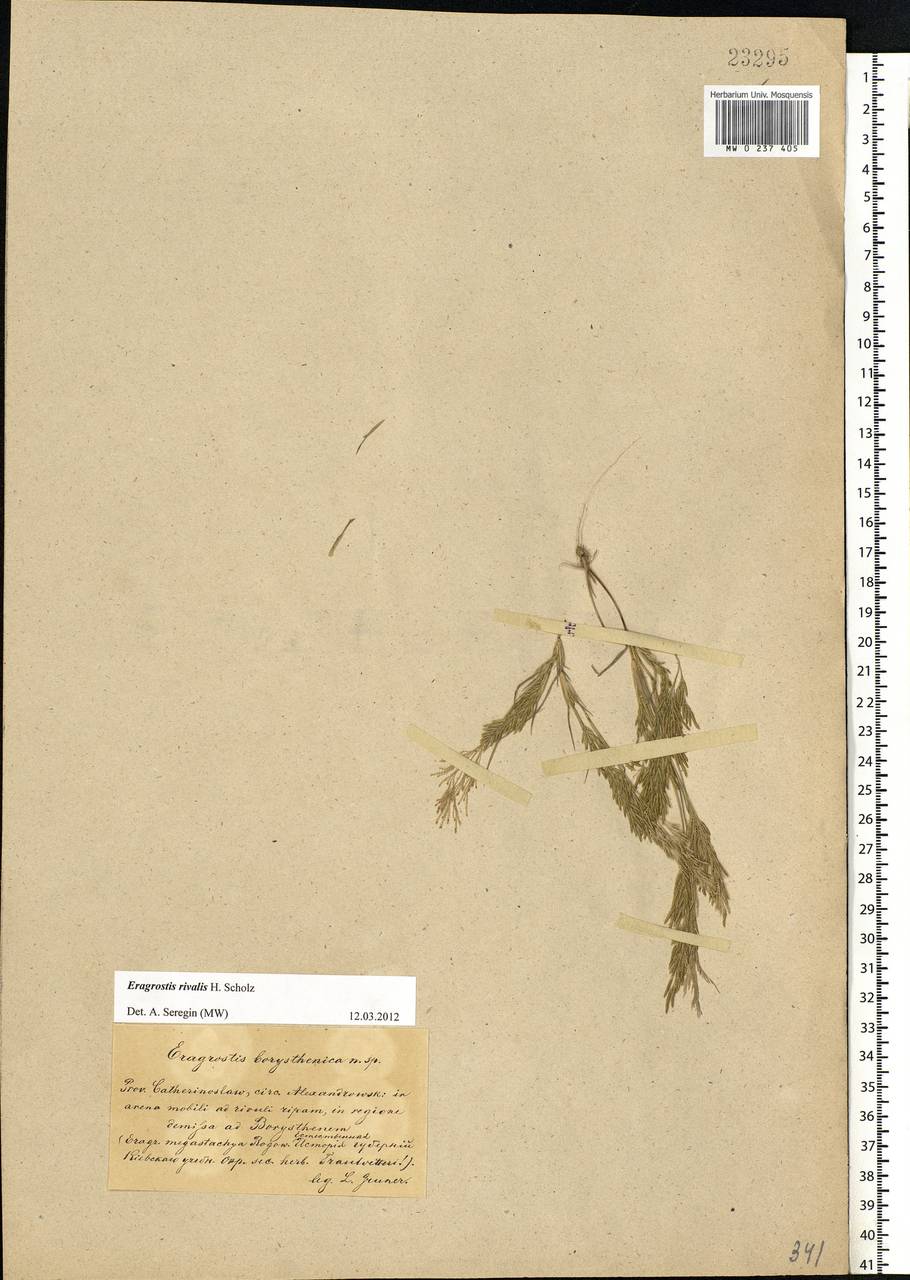 Eragrostis aegyptiaca (Willd.) Delile, Eastern Europe, South Ukrainian region (E12) (Ukraine)