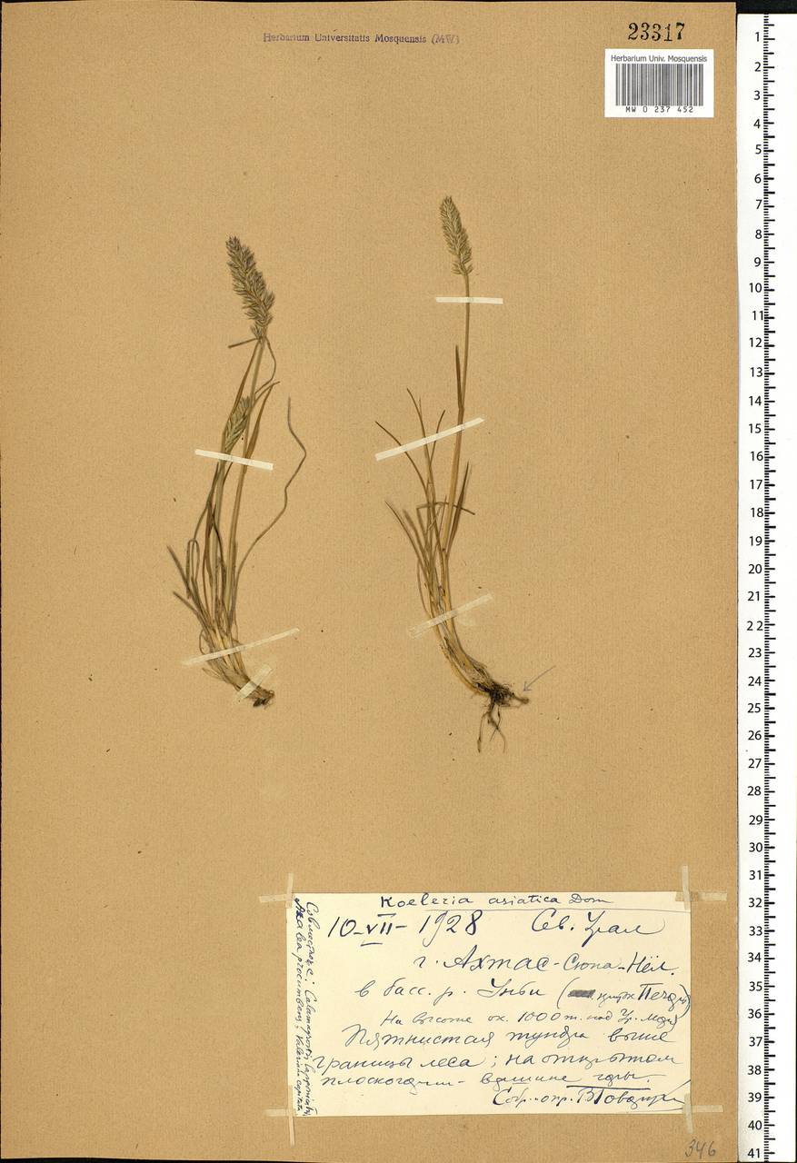 Koeleria asiatica Domin, Eastern Europe, Northern region (E1) (Russia)