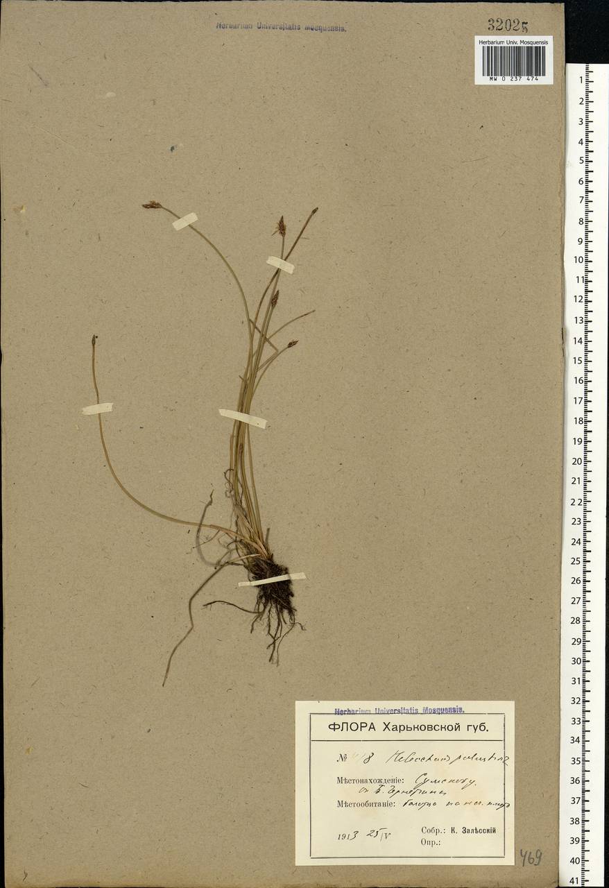 Eleocharis palustris (L.) Roem. & Schult., Eastern Europe, North Ukrainian region (E11) (Ukraine)