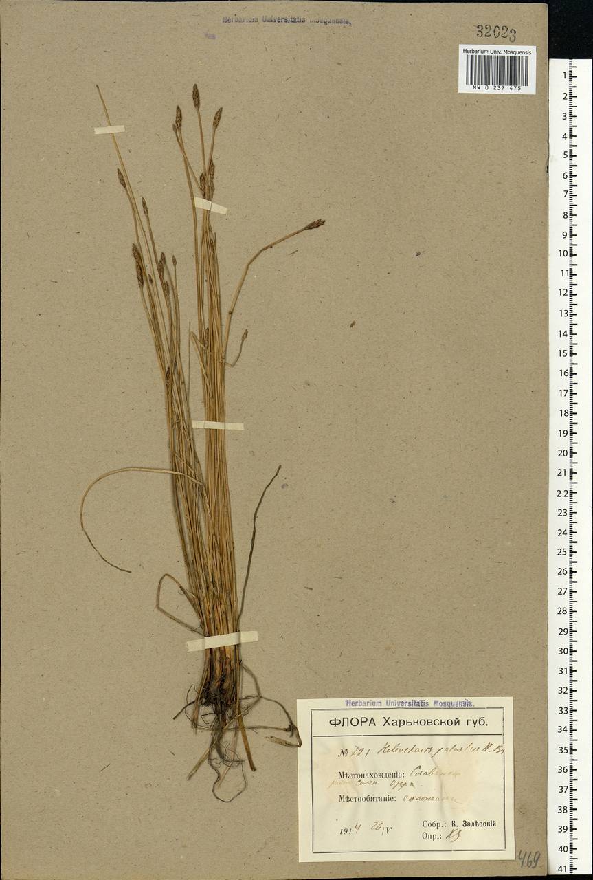 Eleocharis palustris (L.) Roem. & Schult., Eastern Europe, North Ukrainian region (E11) (Ukraine)