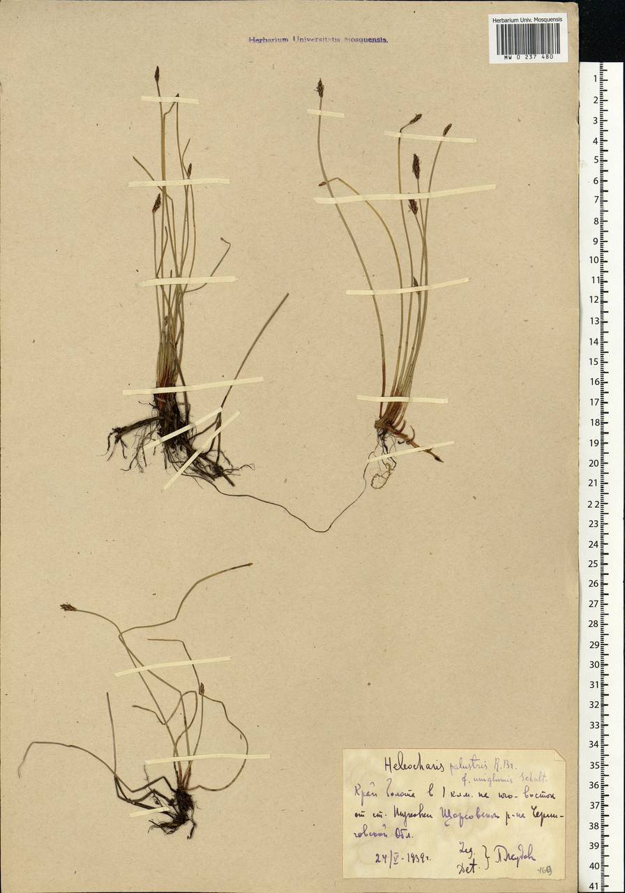 Eleocharis palustris (L.) Roem. & Schult., Eastern Europe, North Ukrainian region (E11) (Ukraine)