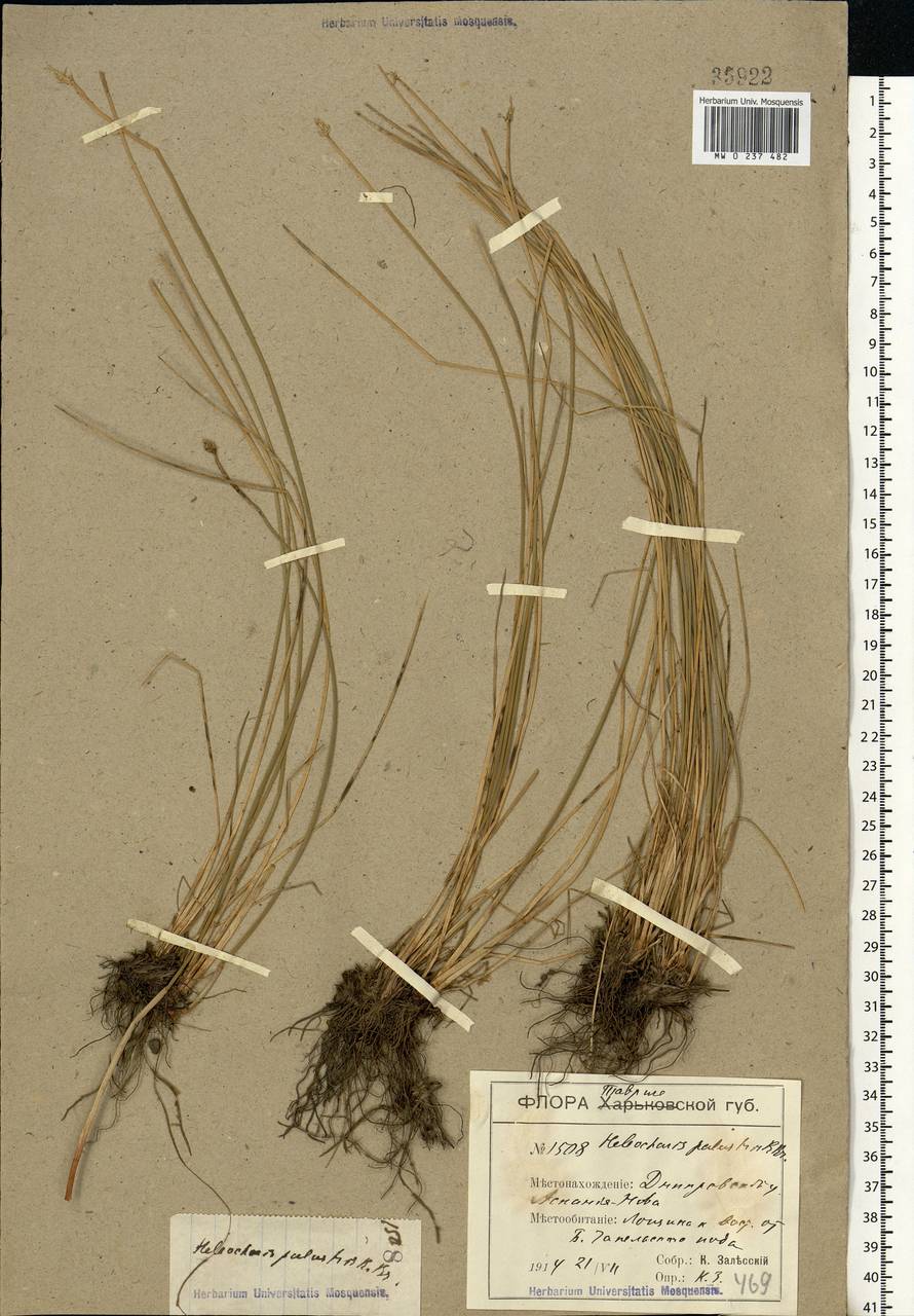 Eleocharis palustris (L.) Roem. & Schult., Eastern Europe, South Ukrainian region (E12) (Ukraine)