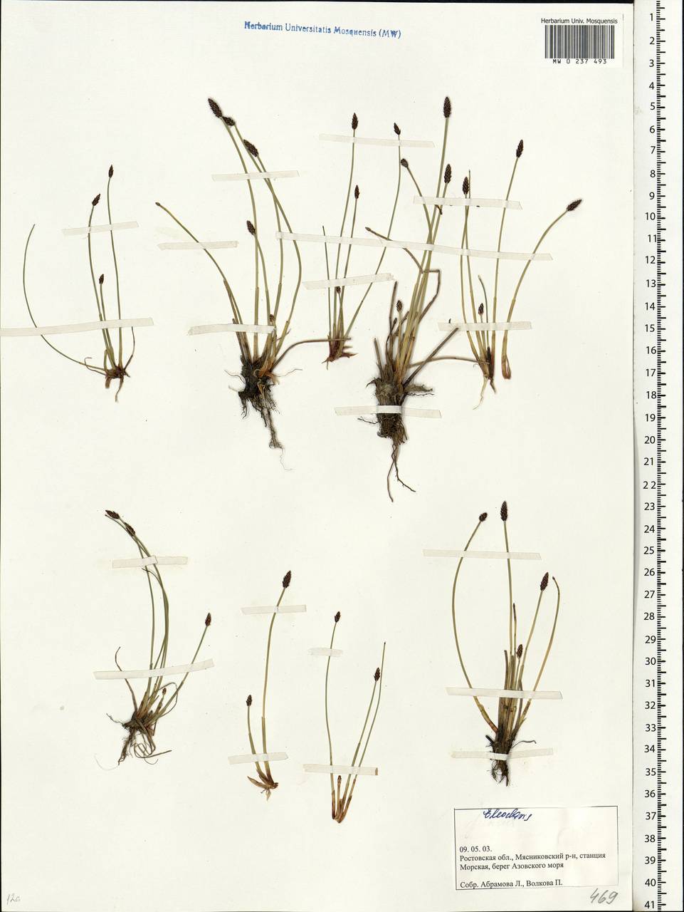 Eleocharis palustris (L.) Roem. & Schult., Eastern Europe, Rostov Oblast (E12a) (Russia)