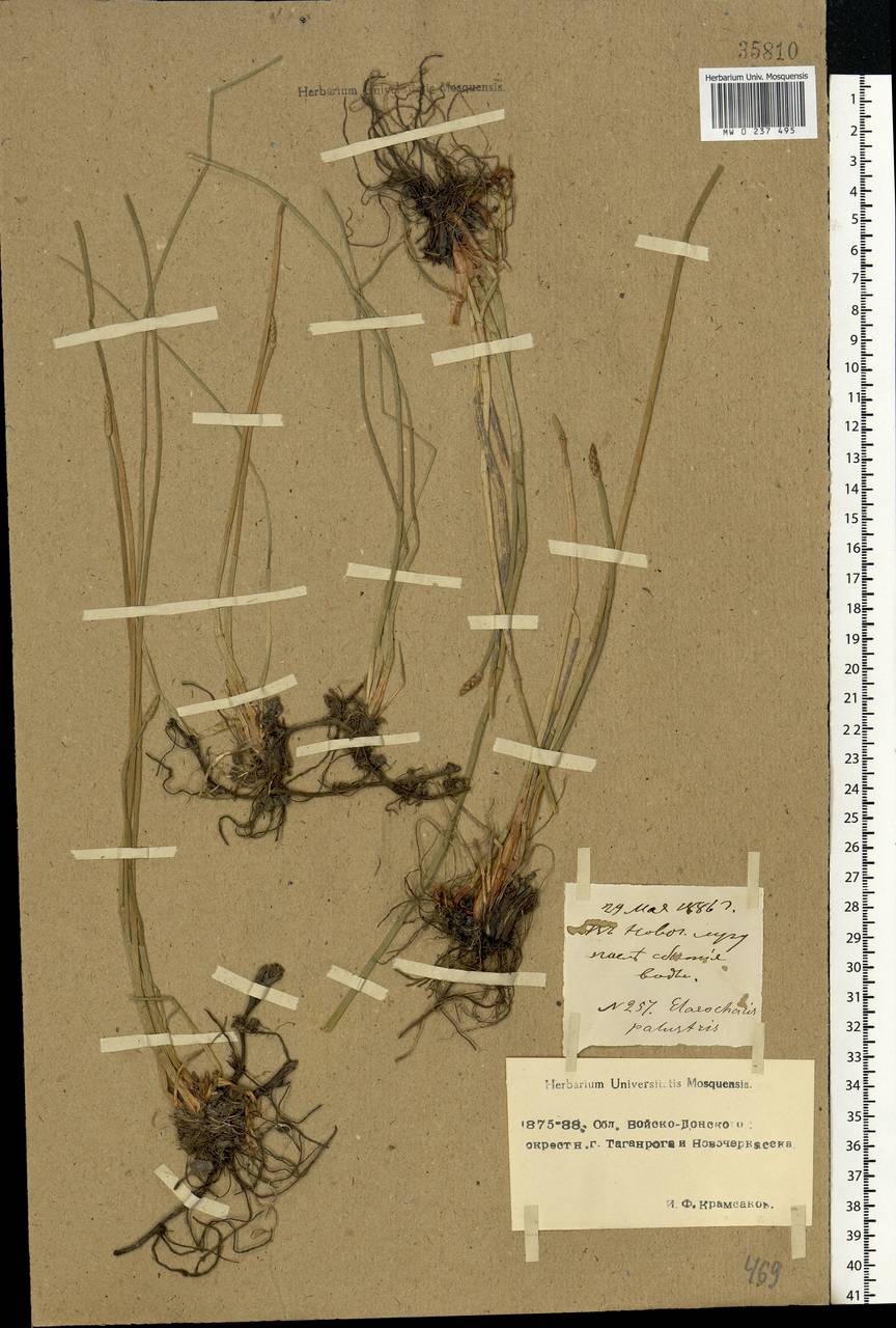 Eleocharis palustris (L.) Roem. & Schult., Eastern Europe, Rostov Oblast (E12a) (Russia)