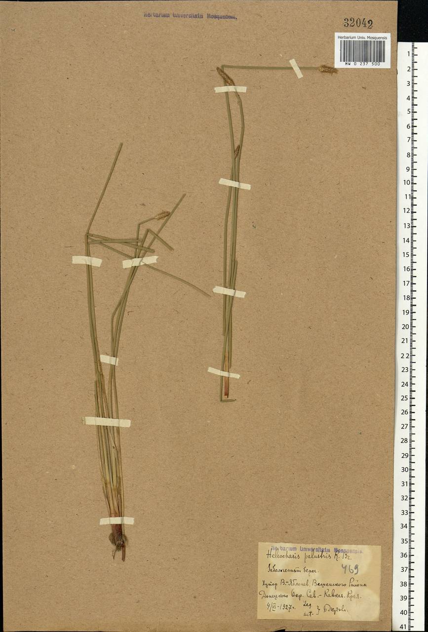 Eleocharis palustris (L.) Roem. & Schult., Eastern Europe, Rostov Oblast (E12a) (Russia)