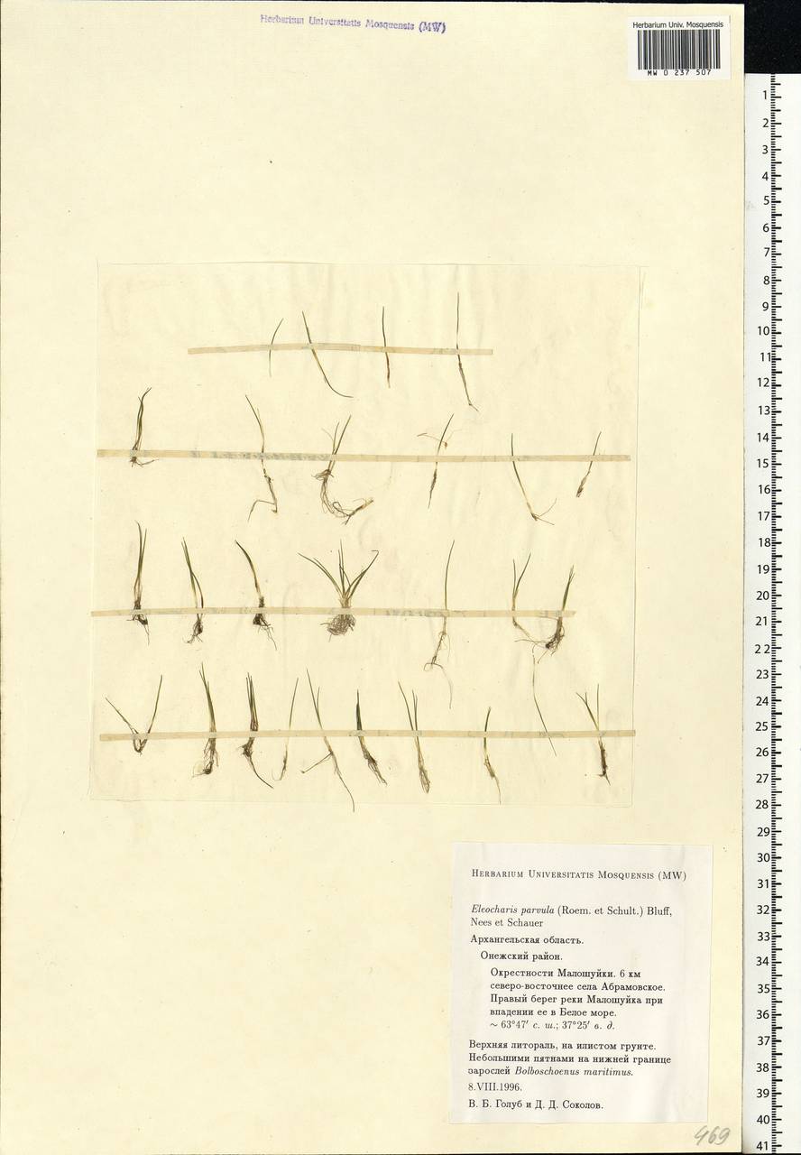 Eleocharis parvula (Roem. & Schult.) Link ex Bluff, Nees & Schauer, Eastern Europe, Northern region (E1) (Russia)