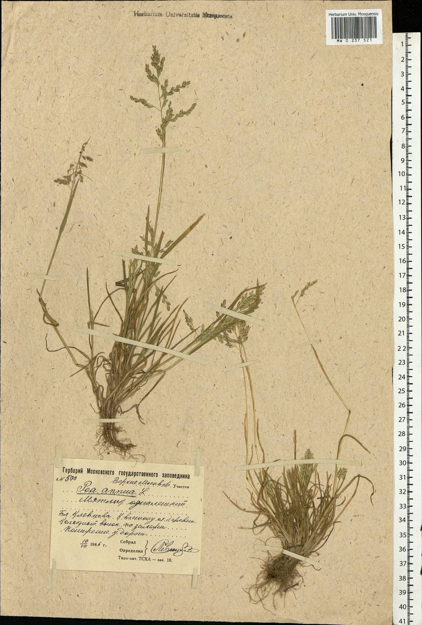 Poa annua L., Eastern Europe, Moscow region (E4a) (Russia)
