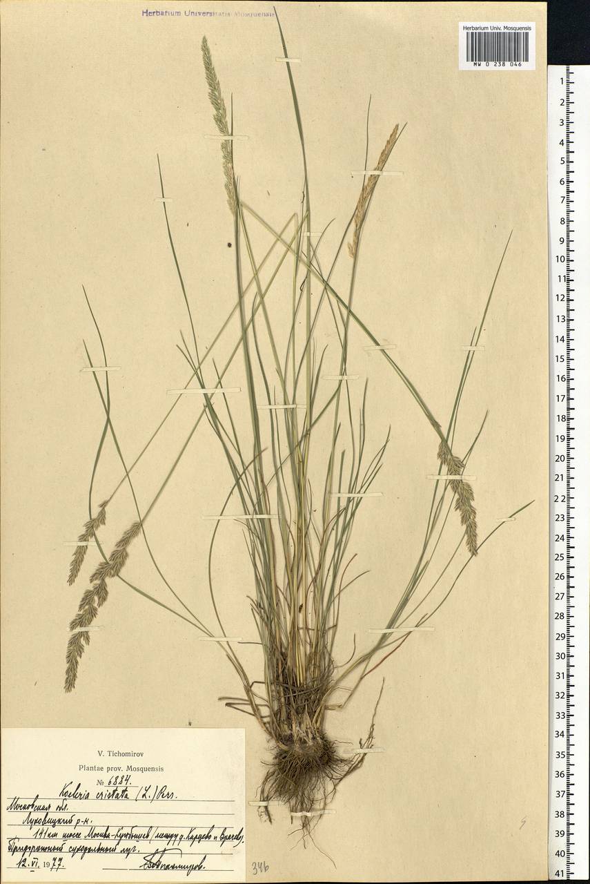 Koeleria pyramidata (Lam.) P.Beauv., Eastern Europe, Moscow region (E4a) (Russia)