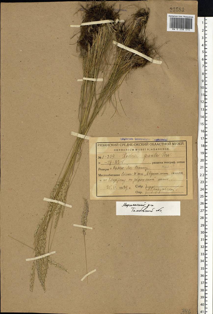 Koeleria pyramidata (Lam.) P.Beauv., Eastern Europe, Central forest-and-steppe region (E6) (Russia)