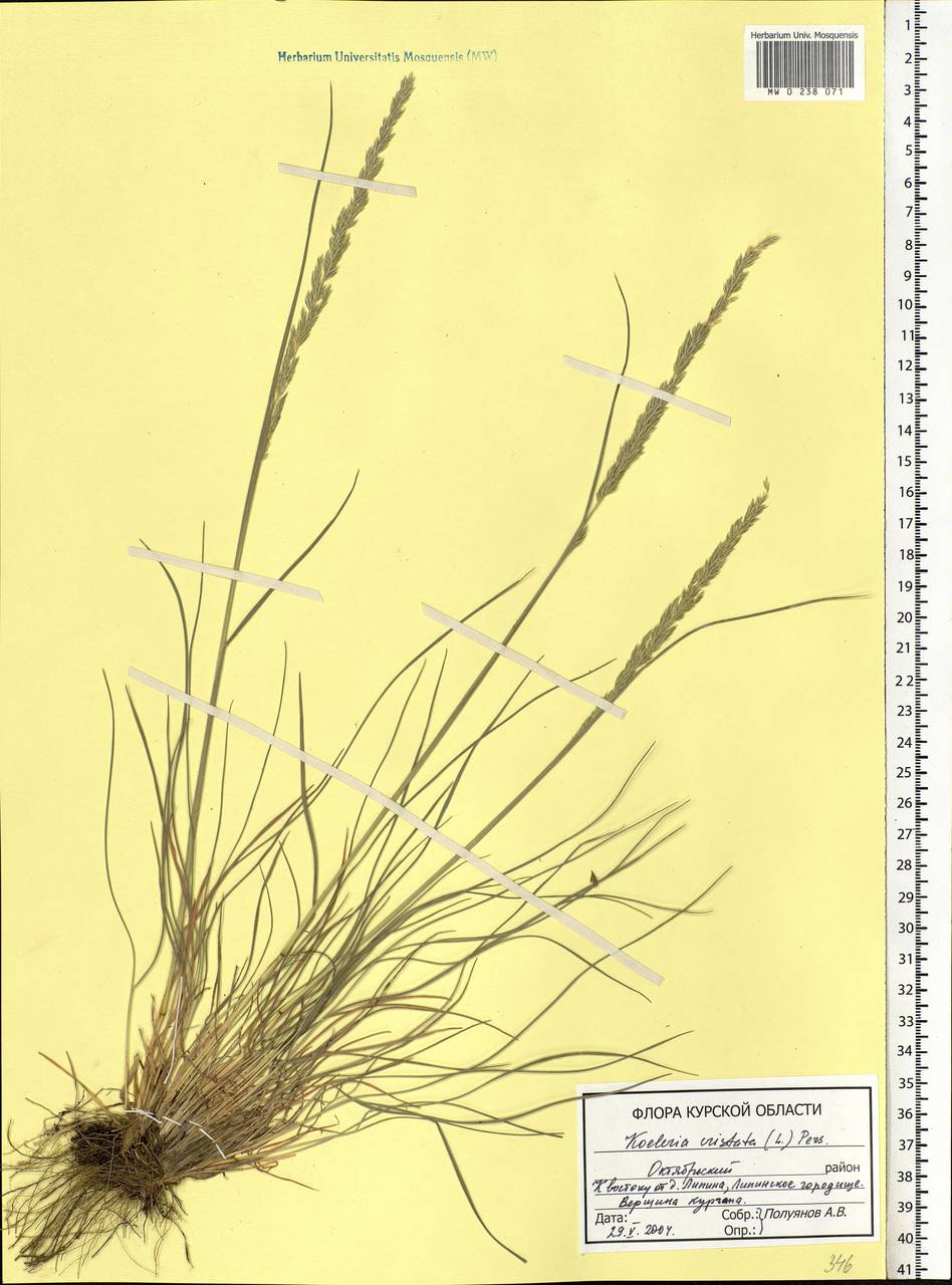 Koeleria pyramidata (Lam.) P.Beauv., Eastern Europe, Central forest-and-steppe region (E6) (Russia)