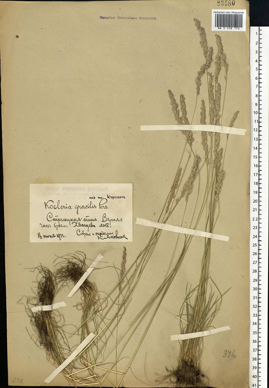 Koeleria pyramidata (Lam.) P.Beauv., Eastern Europe, Central forest-and-steppe region (E6) (Russia)