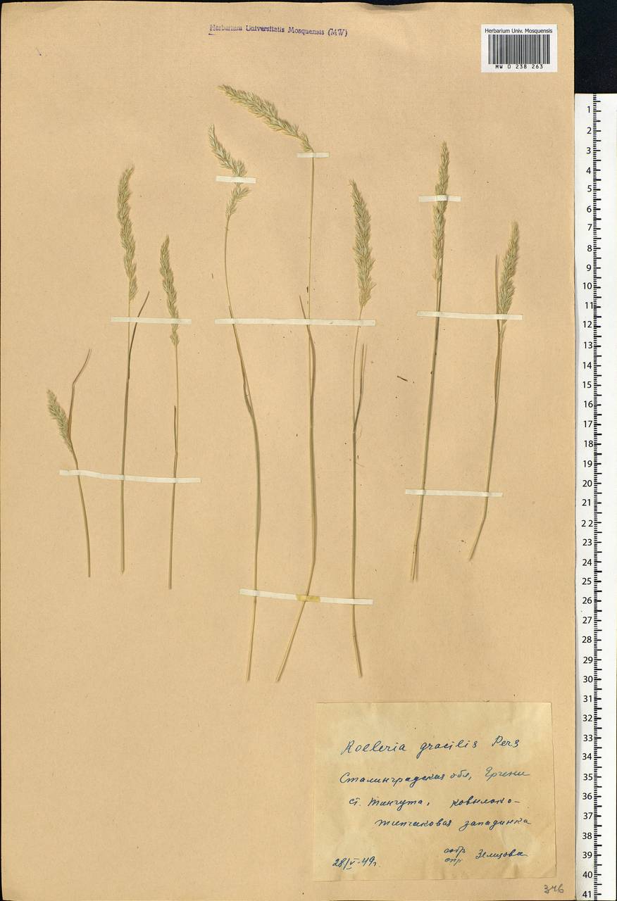 Koeleria pyramidata (Lam.) P.Beauv., Eastern Europe, Lower Volga region (E9) (Russia)