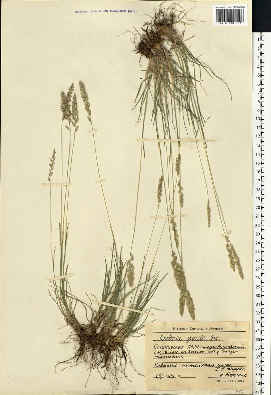 Koeleria pyramidata (Lam.) P.Beauv., Eastern Europe, Eastern region (E10) (Russia)