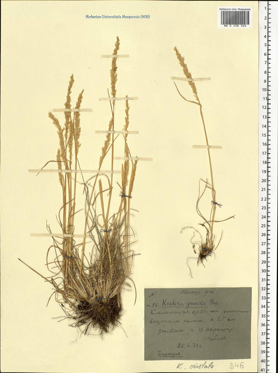 Koeleria pyramidata (Lam.) P.Beauv., Eastern Europe, Eastern region (E10) (Russia)