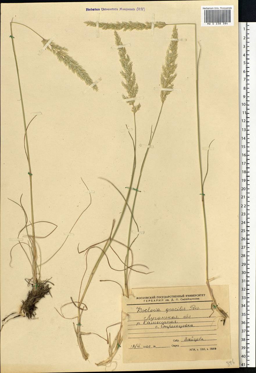 Koeleria pyramidata (Lam.) P.Beauv., Eastern Europe, North Ukrainian region (E11) (Ukraine)