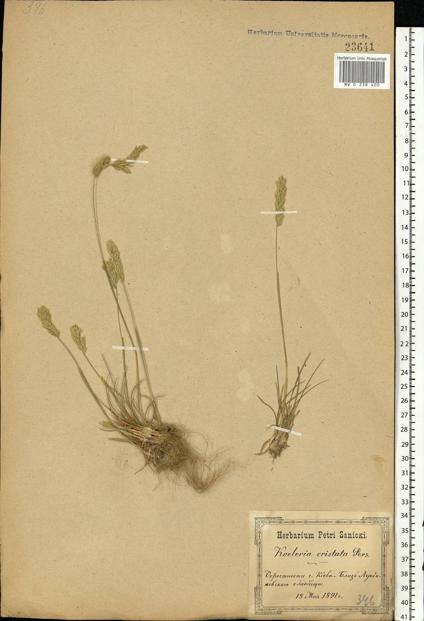 Koeleria pyramidata (Lam.) P.Beauv., Eastern Europe, North Ukrainian region (E11) (Ukraine)