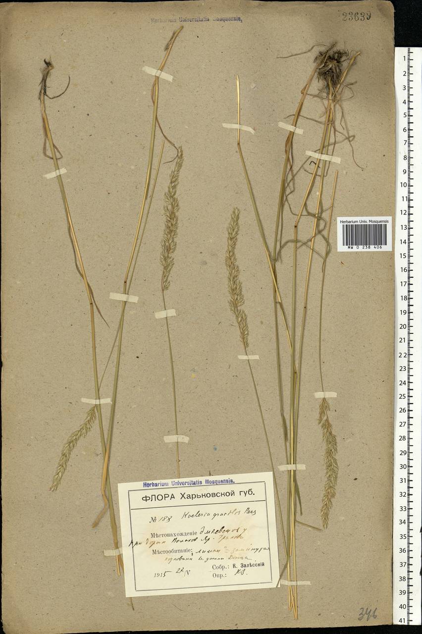 Koeleria pyramidata (Lam.) P.Beauv., Eastern Europe, North Ukrainian region (E11) (Ukraine)