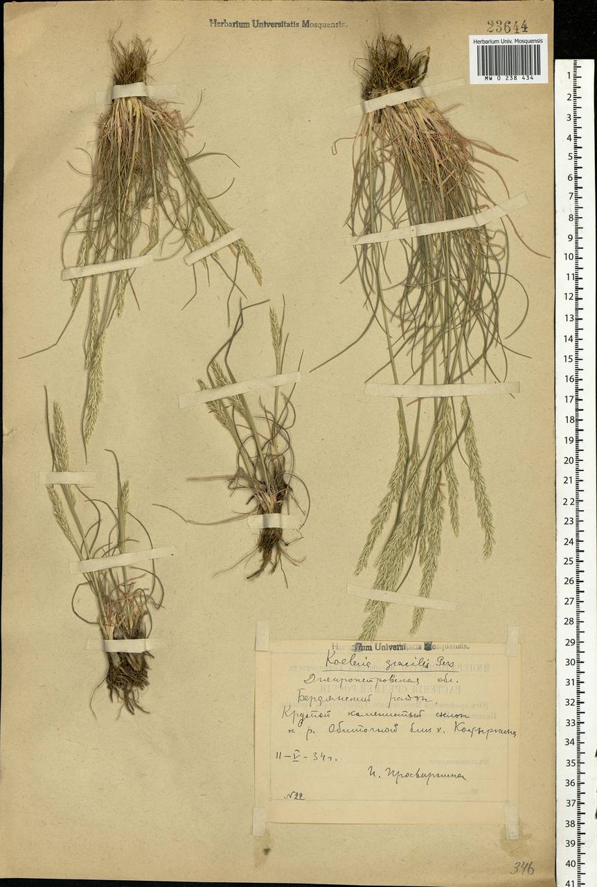 Koeleria pyramidata (Lam.) P.Beauv., Eastern Europe, South Ukrainian region (E12) (Ukraine)