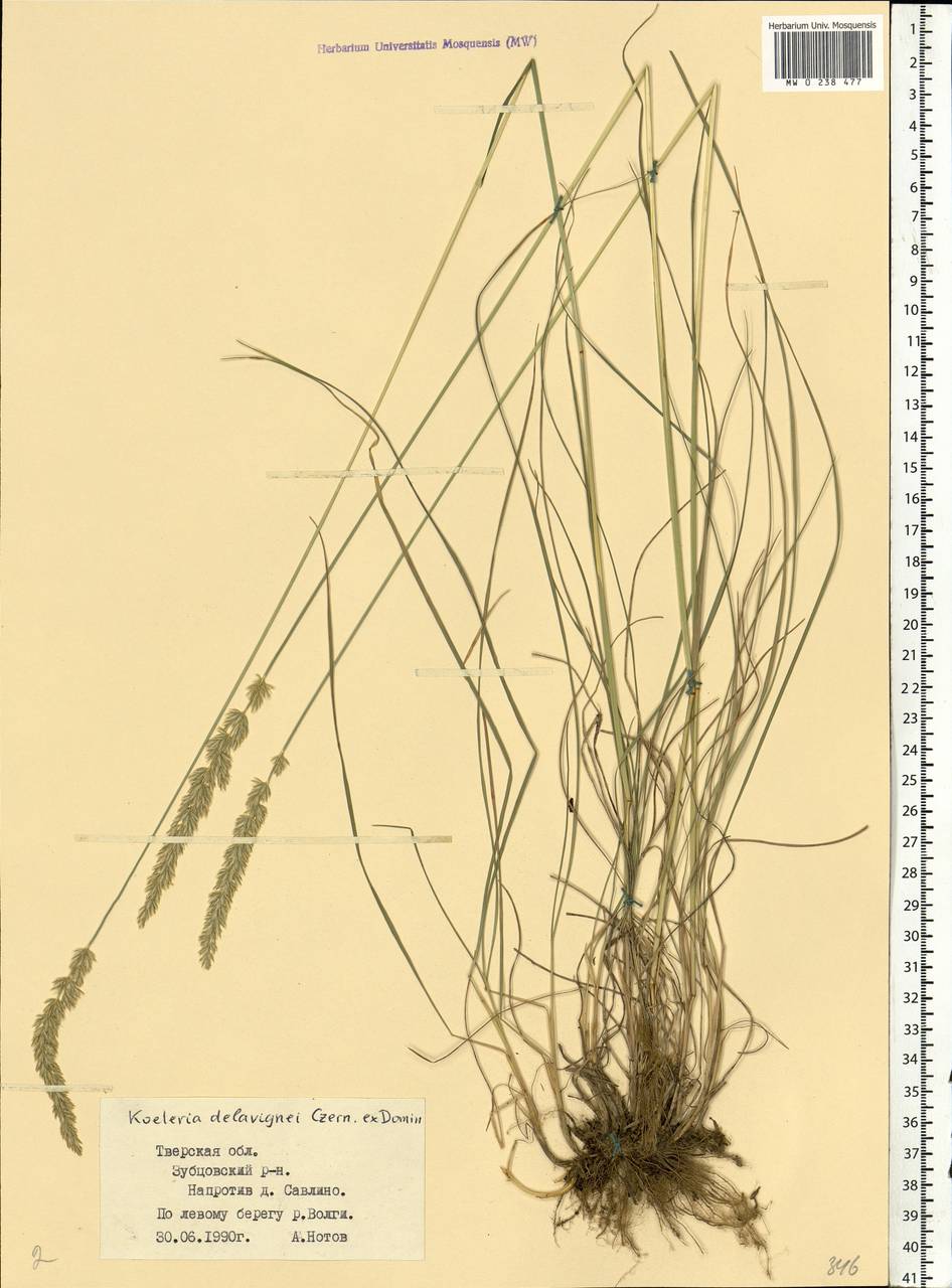 Koeleria delavignei Czern. ex Domin, Eastern Europe, North-Western region (E2) (Russia)