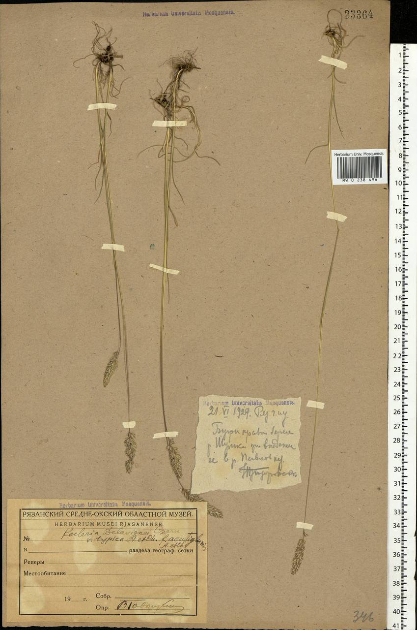 Koeleria delavignei Czern. ex Domin, Eastern Europe, Central region (E4) (Russia)