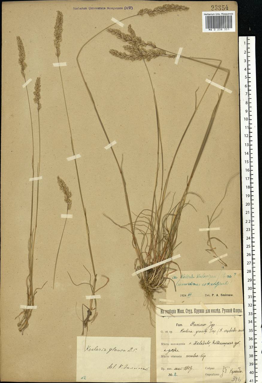Koeleria delavignei Czern. ex Domin, Eastern Europe, Central region (E4) (Russia)