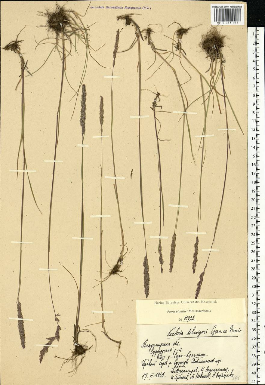 Koeleria delavignei Czern. ex Domin, Eastern Europe, Central region (E4) (Russia)