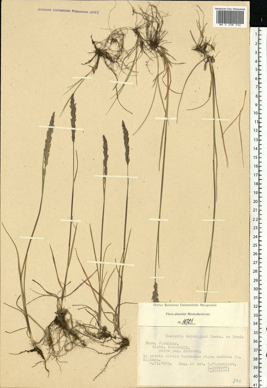 Koeleria delavignei Czern. ex Domin, Eastern Europe, Central region (E4) (Russia)