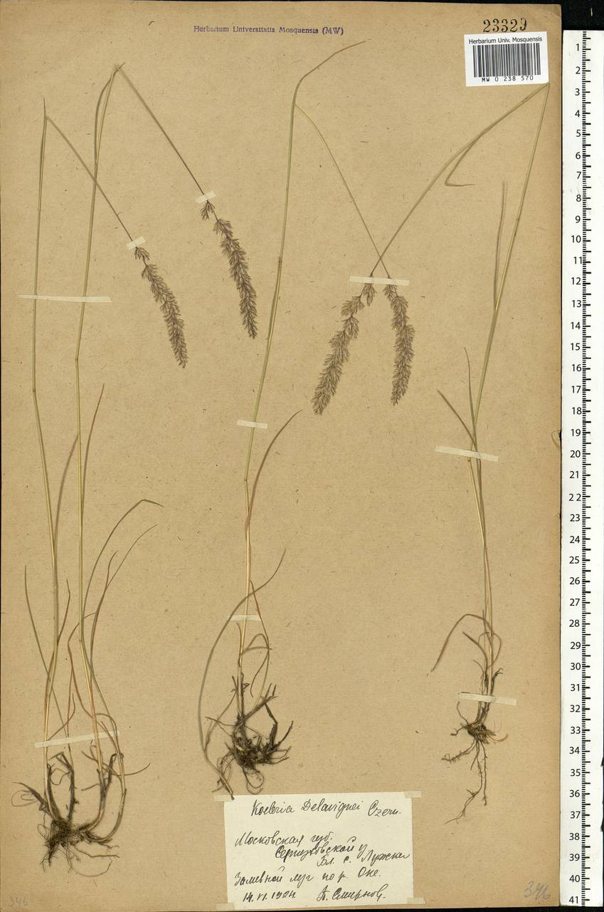 Koeleria delavignei Czern. ex Domin, Eastern Europe, Moscow region (E4a) (Russia)